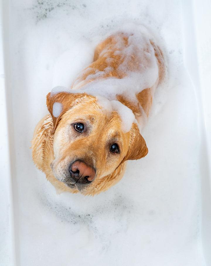 SO UNREGULATED: an overview of the regulations governing the animal cosmetics market