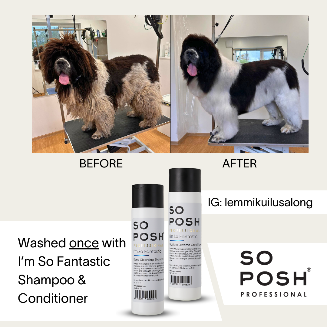 Washed once. Fantastic Shampoo & Conditioner. @lemmikuilusalong