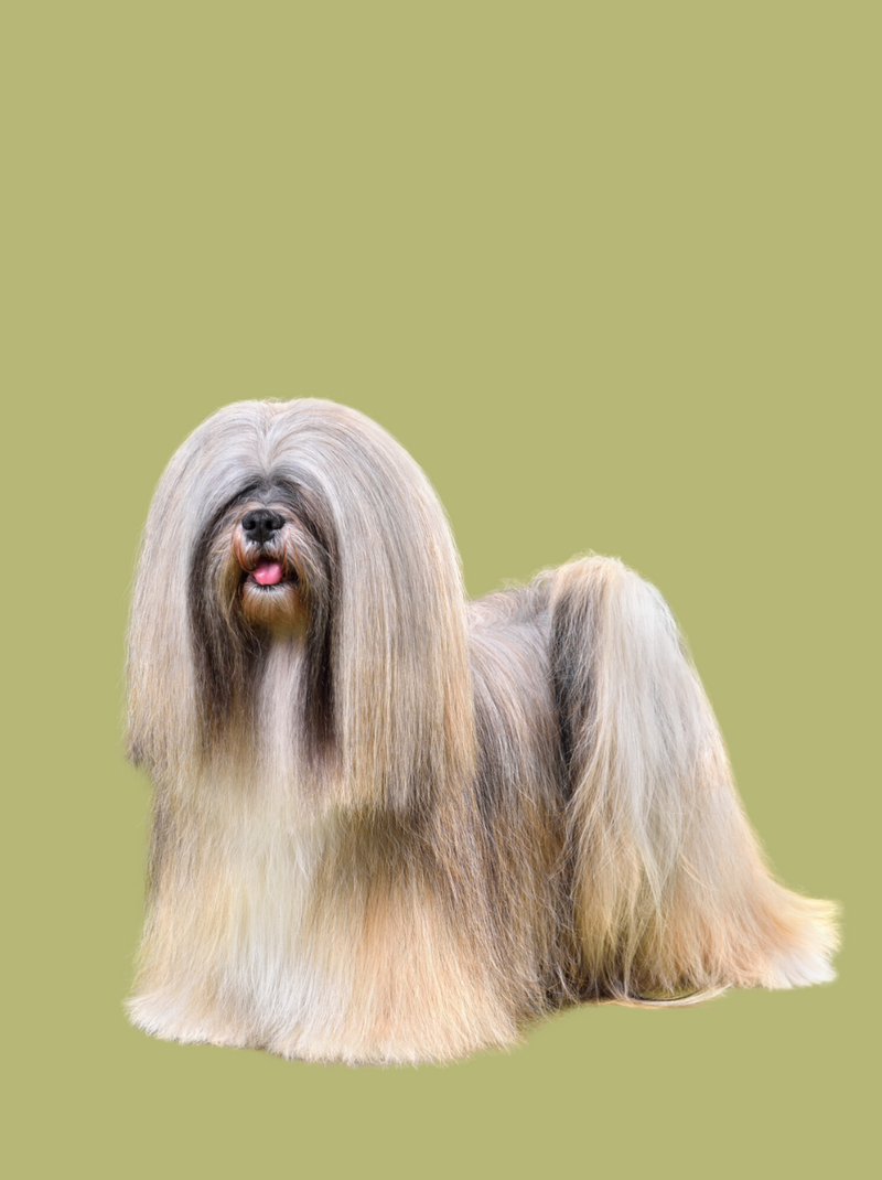 I'm So Silky — silky coats